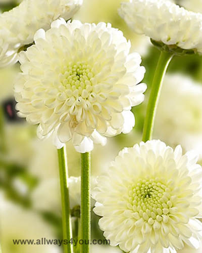 Poms Button White Zip Flowers